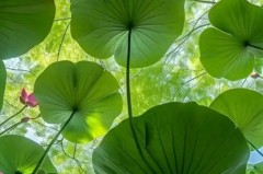 欧冠小组赛：曼城对决那不勒斯，战术布局与关键球员分析